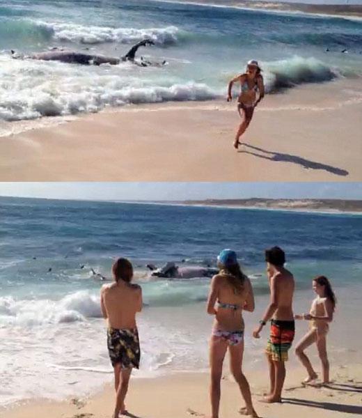 고래 잡아먹는 상어떼