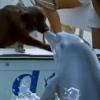 야생 돌고래, 보트 위 강아지에 ‘기습 뽀뽀’ 화제