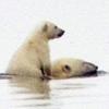 새끼 태운 채 얼음물 건너는 북극곰의 ‘母情’