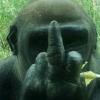 “찍지마!” 손가락 욕(?)하는 고릴라 포착