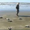 브라질 해변가서 500마리 ‘펭귄 떼죽음’ 미스터리