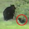 덩치만 크네…고양이에 쫓기는 흑곰 포착