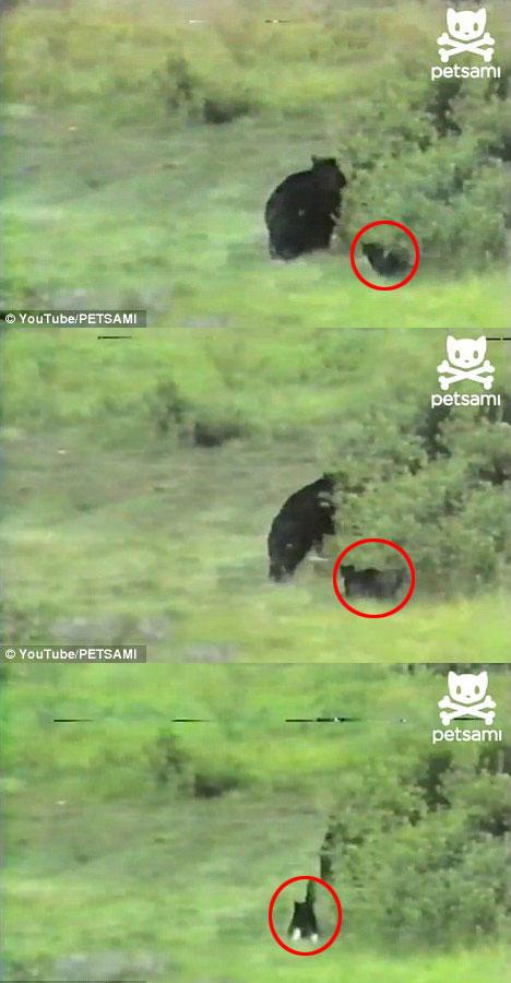 흑곰 굴욕 영상