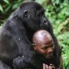 사람 등에 업힌 채…전쟁 고아된 마운틴고릴라들