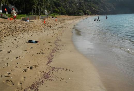 하와이 초소형생물체