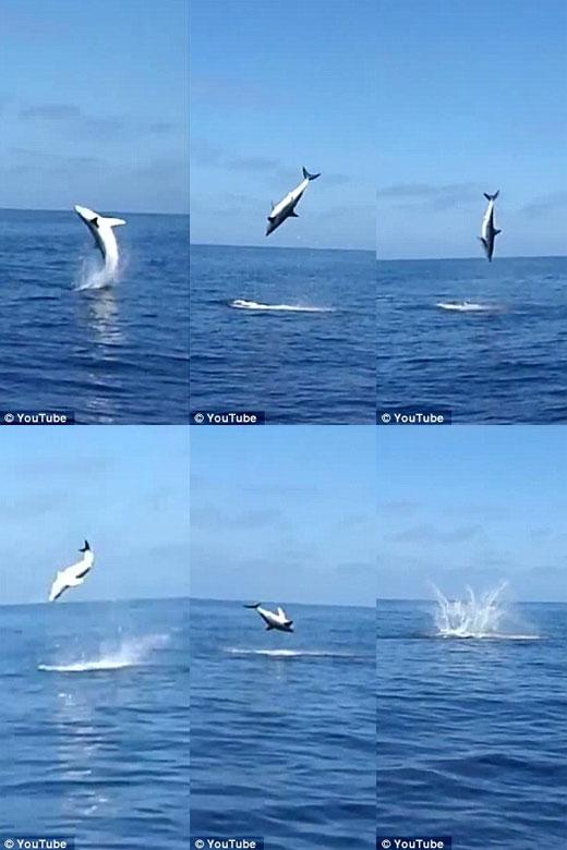 공중제비 도는 상어