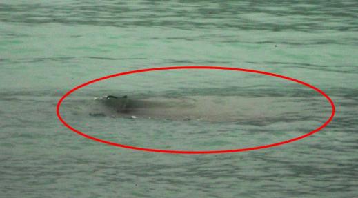 중국판 네스호 괴물?