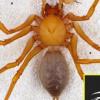 거대한 발톱 가진 신종 ‘프레데터 거미’ 발견