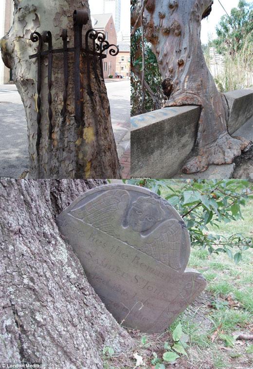 뭐든지 집어삼키는 나무들