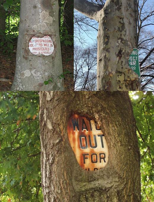 뭐든지 집어삼키는 나무들