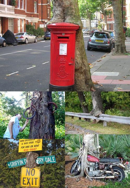 우체통 삼키는 먹보 나무