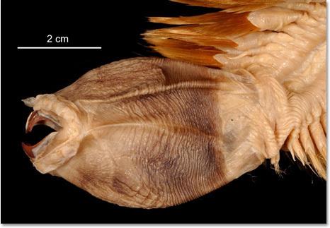 율러기스카 기간티아