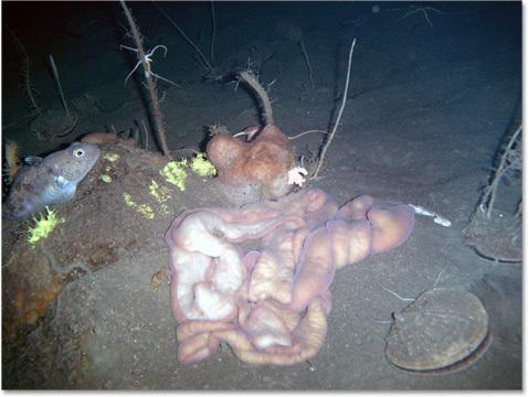 남극프러바시스웜