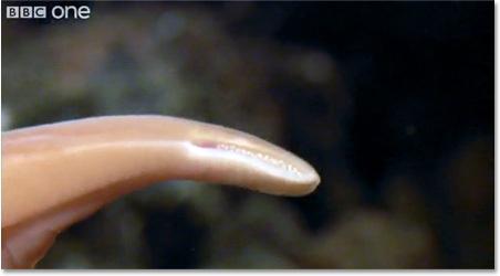 남극프러바시스웜