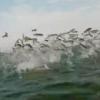 하늘날듯 뛰는 ‘수백마리 물고기떼’ 극적 포착