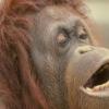 침팬지·오랑우탄도 인간처럼 ‘중년의 위기’ 겪는다