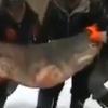 얼음 낚시로 195kg ‘괴물 메기’ 낚아…