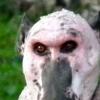 털없는 흉측한 외모 암컷 ‘개코 원숭이’ 포착