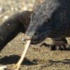 ‘최강 포식자’ 코모도왕도마뱀, 사람 공격해…