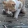악어 ‘뺨 때리는’ 고양이 동영상 화제
