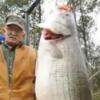 길이 115cm…세계서 가장 큰 농어 잡았다