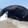 37년동안 추적해 온 ‘명물 혹등고래’ 끝내…