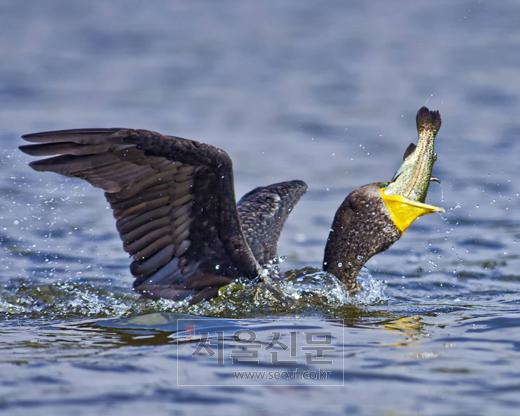 물고기 최후의 순간