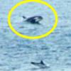 단 4마리 범고래에 쫓기는 500마리 돌고래 포착