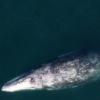 거대 ‘귀신고래’와 유영하는 돌고래떼 포착