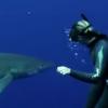 식인 상어와 춤을…여성 다이버 화제