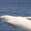 세계적 극 희귀종…흰혹등고래 미갈루 포착