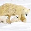 세계 사진작가들이 1등 꼽은 북극곰 가족 사진