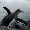 “살려줘!”…바다표범 보고 깜짝놀란 펭귄