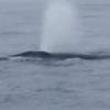 거대 흰긴수염고래와 서핑하는 돌고래떼 포착
