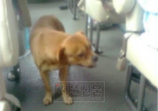 버스 홀로 타는 견공 버스 홀로 타는 견공