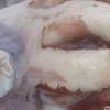 ﻿서로 싸우다 뜯겨먹힌 80kg 대왕오징어 발견