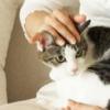 “고양이 쓰다듬기, 사실 고양이는 싫어한다”