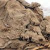 1200년 전 제물로 바쳐진 ‘견공 미이라’ 무더기로 발견