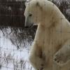 불과 1m 거리…女사진작가 앞 나타난 거대 북극곰