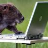“너무 재밌어요!” 컴퓨터에 푹 빠진 신세대 비버 포착