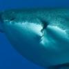 ‘암’에 걸린 백상아리 포착…입에 거대 종양