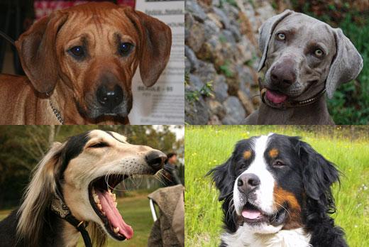 로디지안 리즈백(좌측부터 시계방향), 와이마라너, 버니즈 마운틴독, 사루키