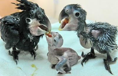 야자잎검은유황앵무새 자료사진