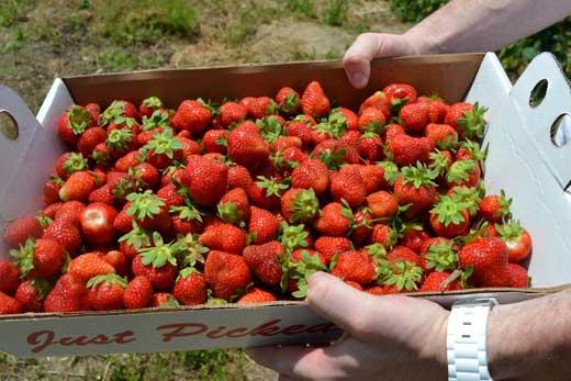 밭에서 바로 딴 신선한 딸기