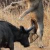 사랑(♥) 나누려던 사자 커플 공격하는 버팔로 포착