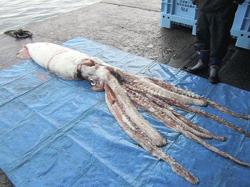 일본서 잡힌 4m짜리 대왕오징어 일본서 잡힌 4m짜리 대왕오징어