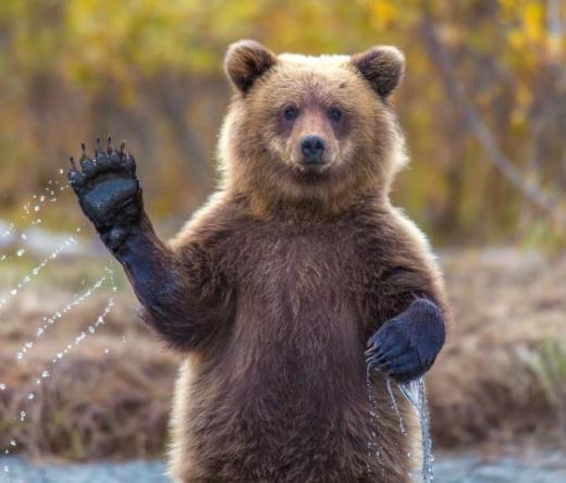 앗~ 카메라다!” 손 흔드는 귀여운 회색 곰 포착