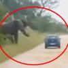 “저리 가!” 사파리 차량 짓밟는 성난 코끼리 영상