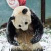 “첫눈이다!” 흥분한 ‘쿵푸’ 판다