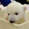 “이제 건강해요”…아기 북극곰, 첫목욕 장면 공개